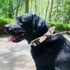 Dog Collars Riemen Factory Direct Sale Collar met Safety Release Gesp instelbare Nylon Pet voor Gepersonaliseerde product van grote honden