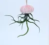 Decorations Air Plants Holders Natural Sea urchin Shell Wall Hanger Handmade Rope Hanging Plant with Ropes for Home Decoration