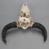 Żywica Longhorn Cow Skull Head Wall Wiszące Dekoracji 3D Zwierząt Wildlife Rzeźba Figurki Rzemiosła Rogi do Wystrój Domu 210607