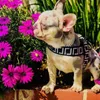 Collares para perros Correas Suministros Marca de moda Diseñador Letras Impreso Nylon Ajustable Cachorro Arnés Cinturón Correa Mascota Correr al aire libre Entrenamiento Collar Cuerda Corbata