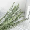 Eucalyptus الطبيعي يترك الفروع ينبع مجففة زهرة حقيقية بالين حلقات ل diy الزفاف اطلاق النار الدعامة الديكور المنزل لوازم Y0630