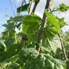 Other Garden Supplies 200 PCS Plant Support Clips, Tomato Trellis For Cucumber Flower Squash Vine, 1 Inch Inner Diameter