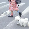 Köpek kablo demeti tasma ip seti ayarlanabilir köpekler göğüs arka çekiş köpek evcil hayvan naylon dayanıklı açık hava yürüyüş kemeri yakaları leashe219a