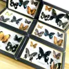 Colección de Material educativo de espécimen Real de mariposa bonita/decoración de arte de mariposa 211101