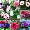 100 adet ithal Gloxinia Bitki Tohumları Sinningia Çok Yıllık Bonsai Çiçek Ev ve Bahçe Pot için Kolay Arındırmak Hava Sarim Zararlı Gazlar Çeşitli Renkler