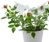 Glasbewässerungskugel 2Pack Pflanze Weller-Birnen -bird Form Selbstbewässerung für Innen- und Außenpflanzen