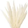 ナチュラル30ピーの配給小さなリードPhrmitages乾燥パンパス草の乾燥花Phragmites束コミュニッシュ結婚式の装飾デコ220311