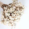 20 pz batuffoli di cotone naturale piante da fiore dired secchi veri mazzi di frutta bianca fiori decorativi per feste fai da te decorazione della casa di nozze 210624