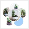 1set Vase en verre suspendu Terrarium Plantes succulentes Paysage Home Decor Cadeau Bouteille hydroponique JY 1201 210409