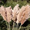 Decoração de grama de pampas pampa alta natural grande hastes marrons fofas para arranjos de flores casamento casa bege alto seco decorações boho