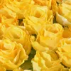 Fleurs décoratives couronnes en tissu jaune en soie artificielle têtes de fleurs de rose artificielle pour paquet de décoration de 50pcs4964692