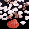 Décorations de jardin Accueil Mixte 100g Aquarium Beach Sea Shell Craft Coffre-teintes Décor Prix Factory Expert Design Qualité Dernière Style Statut d'origine