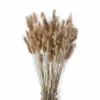 50 teile / los Natürliche echte getrocknete Blumen Pampas Gras Lagurus ovatus Rohe Farbe Kaninchen Schwanzgras Bouquet für Zuhause Hochzeit Dekor 210624