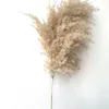 Couleur légère fleurs de mariage grouchons de pampas séchés naturels fleur de l'herbe belle décoration de maison de Noël roseau phragmites194s7940788