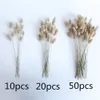 50 stks / partij Natuurlijke gedroogde bloemen Lagurus Ovatus Rabbit Bunny Tail Gras Bunch Real Flower Bouquet Pampas Grass voor Thuis Bruiloft Decoratie