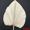 19~21*40CM,2PCS Dried Natural Plant Palm Leaves,DIY Dry Flowers Palm Fan Leaf for Party Art Wall Hanging,Wedding Decoration 210624