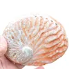 Yenilik Öğeleri Abalone Shell Doğal Kabuklu DIY El Yapımı Malzeme Pogny Boyama Dekorasyon Sahne Odası A3D1