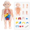 Kid Montessori 3D Puzzle Body Body Anatomy Model Enseignement éducatif Organe de corps assemblé To-Toy Body Organ Tool pour les enfants