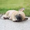 眠いフレンチ ブルドッグ子犬像樹脂芝生彫刻超かわいい庭庭装飾 MUMR999 211101