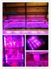 Tubo de luz Led para cultivo de plantas T5, 1/5 Uds., cultivo de vegetales rojo y azul para plantas de flores, caja de cultivo de invernadero hidrointerior, tienda de campaña, luces PlanterR1