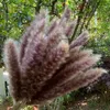 装飾的な花の花輪の花の耳15~30cmtotalの長さ42-50センチの実物の乾燥天然のパンパス草は彼女のクリスマス小さなブーケキャンディー