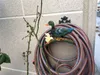 Wall Mounted Duck Hose Holder Equipment Cast Iron Pipe Rope Hanger Rack Stand Garden Courtyard Yard Villa Country Outdoor Decoration Wrought Vintage Antique