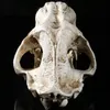 MGT 11 Animali antichi americani Saber Tooth Cat Tiger Skull Sabertooth Smilodon Fatalis Modello campione Scheletro animale Model1339864