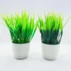 mini grass plant