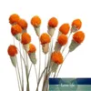 Flores decorativas grinaldas 10pcs flower de morango seco planta real preservada artificial casamento deco casamento quarto de casa decoração Acesso ao preço de fábrica