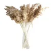 Naturel Fleurs Séchées Pampas Herbe Décor Plantes De Mariage Sec Moelleux Belle Pour La Maison De Vacances Fête Festival Fournitures Gratuit DHL Navire HH21-265