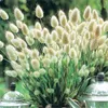 100ピースのウサギテールグラスフラワーシードパティオの芝生の庭の用品盆栽の植物純粋な空気吸収性の有害なガス速く成長している植栽シーズンの好気的な鉢