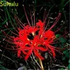 100 шт. Семена семян Lycoris садовый цветок