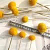 20PCS CRASPEDIA BILLY BALLS GOLDER ORBS NATURAL DRARED FOLSERED FLOWER HOME黄色の結婚式のクリスマスイヤーデコレーション2106241684507