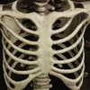 Full Life Size Halloween Poseable Decoration Party Prop New Halloween Skeleton Holiday DIY Decorations