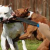الكلاب Break Stick K9 تدريب الكلاب منتج لا مورد لعبة التدريب على الكلاب الكبيرة المتوسطة Pitbull Terrier German Shepherd Y20033260H