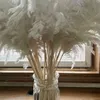 20 steli colore bianco matrimonio uso mazzo di fiori vera pampa essiccata erba bouquet piante naturali decorazioni per la casa216q