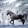 Fond d'écran personnalisé 3D noir blanc cheval de neige paysage photo peinture murale salon de toile de fond de toile de fond imperméable