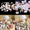 Décorations de jardin Accueil Mixte 100g Aquarium Beach Sea Shell Craft Coffre-teintes Décor Prix Factory Expert Design Qualité Dernière Style Statut d'origine