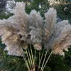 20 st Wedding Stort Pampas Grass Blomma Bunch Naturligt Torkad Reed