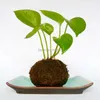 Kokedama Moss Balls Palla di muschio giapponese con semi di muschio Personalità Piccolo vaso di fiori ventilato per orchidee e bonsai 210615