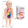 Montessori 3d Bulmaca İnsan Vücudu Anatomi Oyuncak Eğitim Öğrenme Diy monte edilmiş oyuncak kitleri Vücut Organ Öğretim Araçları 3491155