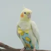 鳥のおむつの柔らかい鳥の飛行は洗える洗える再利用可能なオウムの蝶の装飾通気性のあるペットのおしっこパッド6サイズ