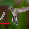 Hängande kolibri foder-fågelfågel levererar dispenserflaska dricka koppskål med ljust genomskinligt polykarbonatrör varmt