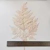 Dekorative Blumenkränze, 10 Stück, natürliche, frisch konservierte kleine Fiddlehead-Farne, ewige Blumenblätter für Hochzeitsfeier, Heimdekoration