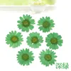 360pcs Pressed Press Dried Daisy Dry Flower Plants For Epoxy Resin Pendant Necklace Jewelry Making Craft DIY Accessories 210624