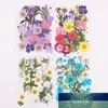 Pressed Flower Mixed Organic Natural Dried Flowers DIY Art Floral Decors Collection Gift Factory price expert design Quality Latest Style Original Status