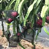 500 Pz/lotto Giardino Verdura Uva Pitaya Frutta Sacchetto di Protezione Del Sacchetto di Controllo Dei Parassiti Agricoli Anti-Uccello Nero Borse a Rete