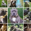 Stark metallhundkedja Krider Rostfritt stål Pet Training Choke för stora hundar Pitbull Bulldog Silver Gold Show 211022