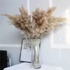 15 piezas de hierba de Pampas seca fragmitas naturales caña boda flores decoración mesa junco fiesta flor seca ramo decoración del hogar 210624