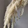5 Stück Love Tear Amaranthu Konservierter Blumenstrauß Joris 70–80 cm echte trockene natürliche Hängedekoration für Weihnachten, Hochzeit, Dekoration G091125732002226